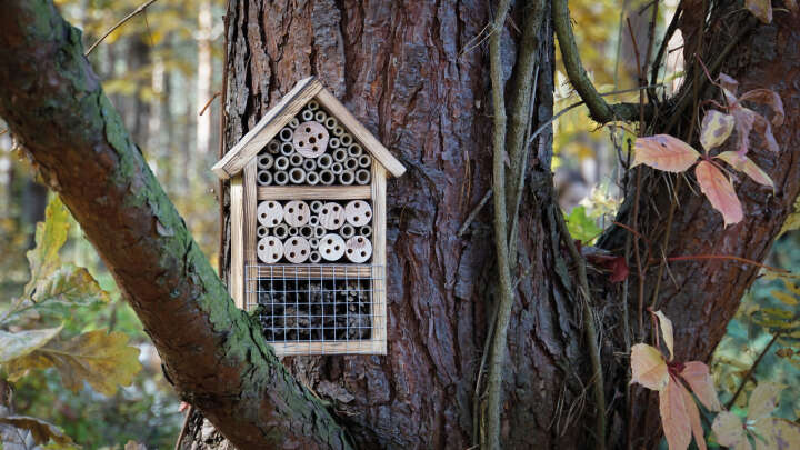 Insektenhotel mit geflämmtem  Holz